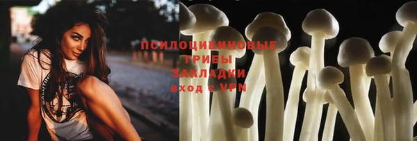 прущие грибы Новозыбков